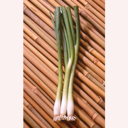 Picture of Salad Onion - Summer Island